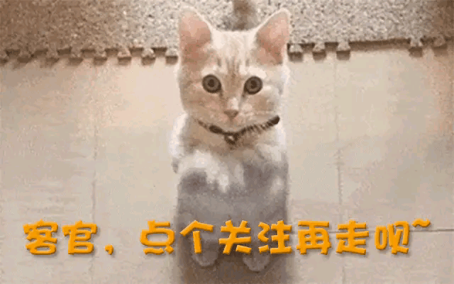 金晨最新妆容_女明星 发型_红裙热舞造型